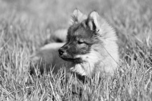 ペットを飼う一人暮らしにおすすめの防犯対策は？