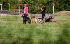 一人暮らしの女性が犬と散歩する際の安全対策は？