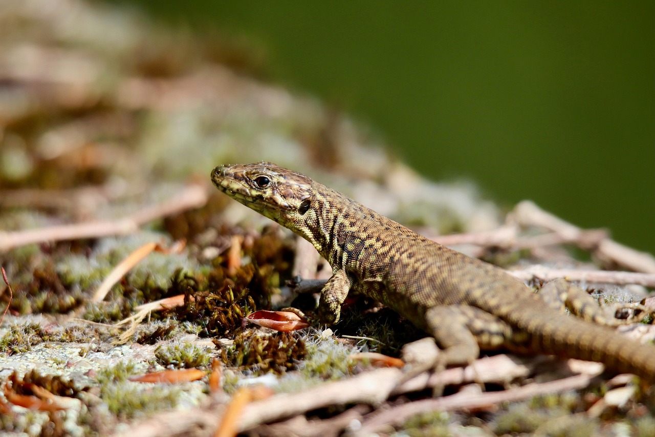 一人暮らしの女性が安心して使える補助錠の取付方法は？