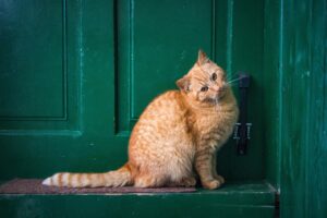 玄関ドアに防犯プレートを貼ることで得られる効果とは？