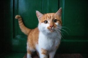 玄関周りの片付けが防犯に与える効果とは？